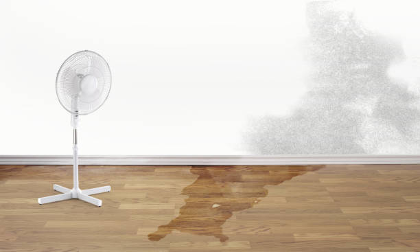 Best Professional water damage repair  in Stanton, TX