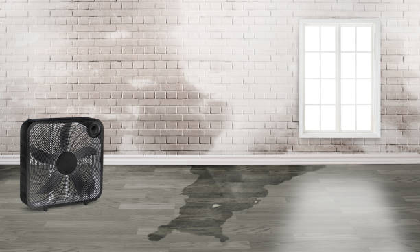 Best Mold removal after water damage  in Stanton, TX